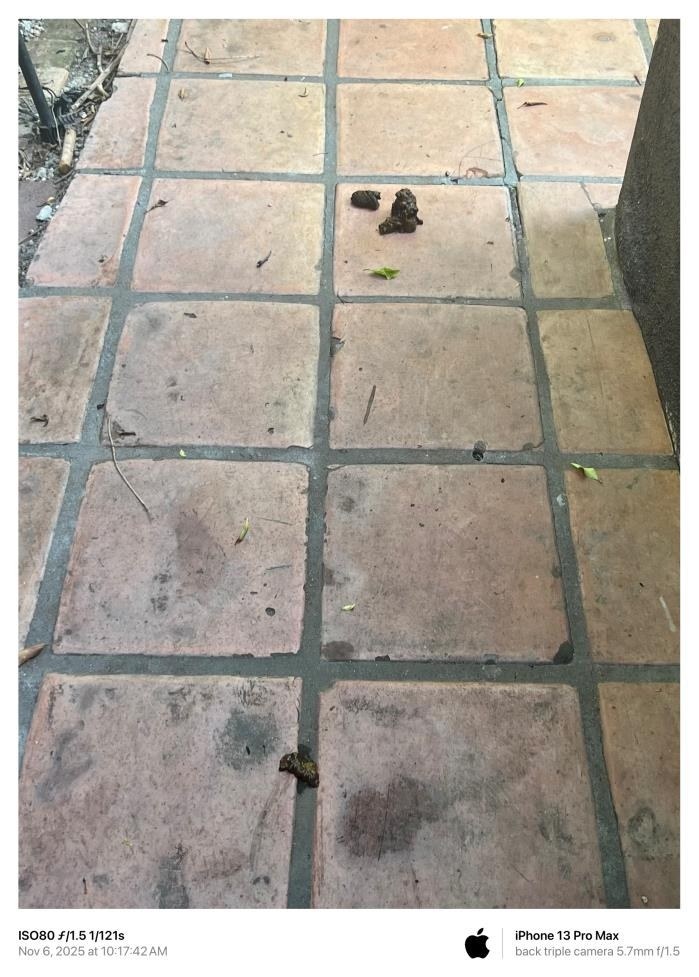 November 6, 2025 dog waste at the front door.