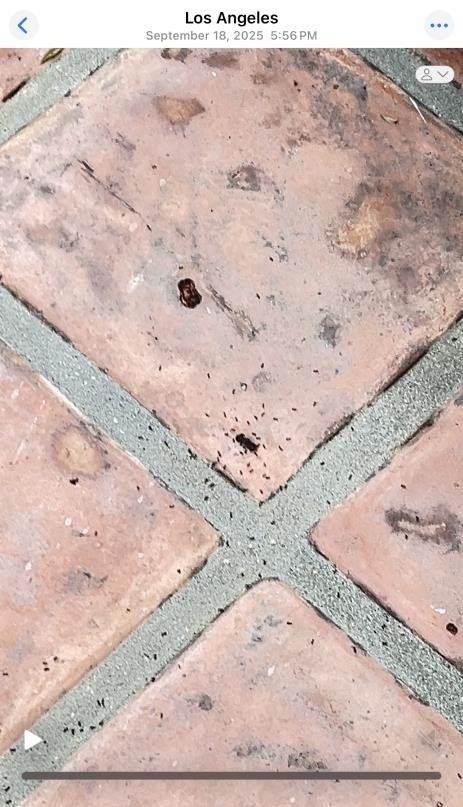 August 16, 2025 animal waste on patio tile.