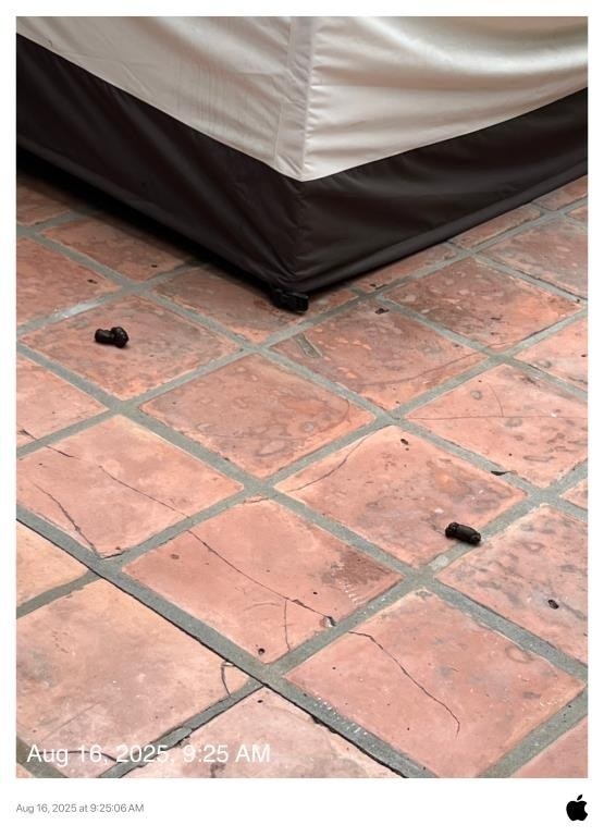 September 18, 2025 animal waste on patio tile.