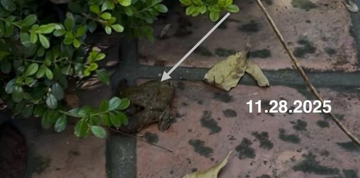 November 28, 2025 photograph of dog waste still present on the patio.